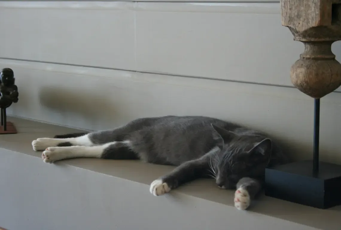 A peaceful corner where a gray-and-white cat naps on a tan ledge beside a bronze sculpture and a wooden figure on a black stand. Soft light filters from the left, casting gentle shadows—this villa's serene atmosphere even welcomes feline residents.