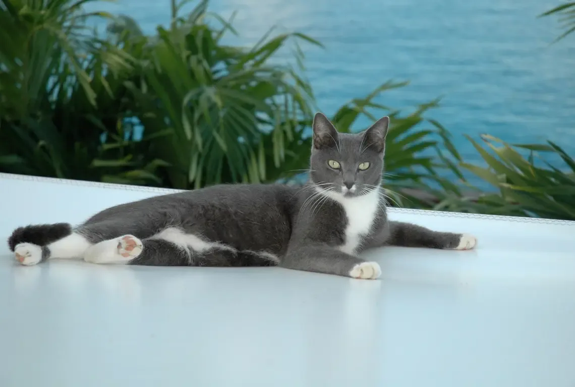 A gray-and-white cat lounges on a white surface by the swimming pool, gazing directly at the camera. Palm trees sway in the background against a bright sunny day—the villa's resident feline enjoys the pool deck as much as the guests.