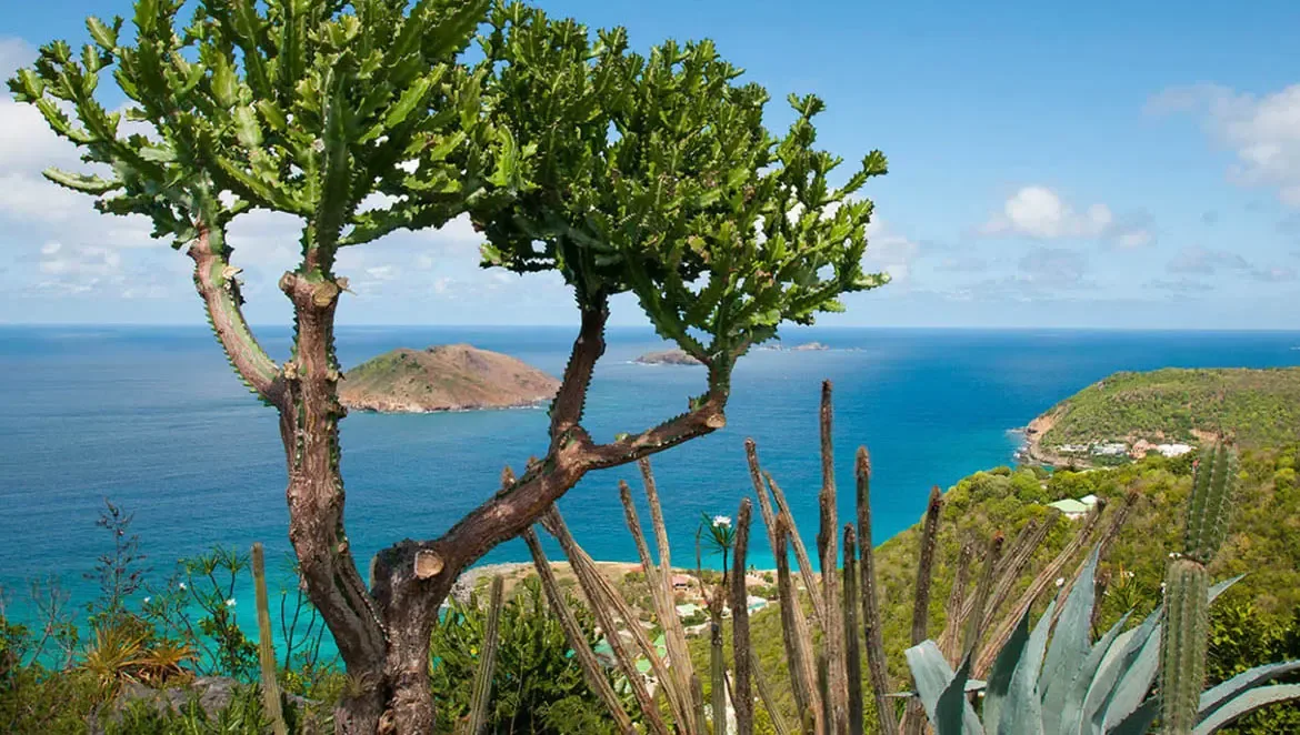 Wake up to sweeping Caribbean panoramas from Villa Byzance, where vibrant cacti frame the turquoise waters and distant islands. Let the rugged beauty of St. Barths' coastline become your private sanctuary, blending natural serenity with luxurious escape.                                                                                                                                                                                                                                                   +
 
