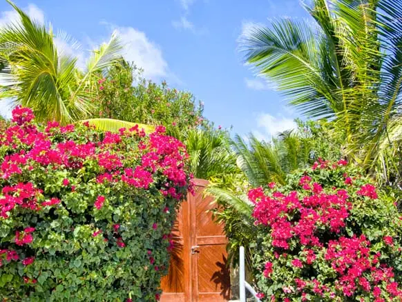 A storybook entrance awaits — bougainvillea cascades over a private wooden gate, your first glimpse of Caribbean paradise.