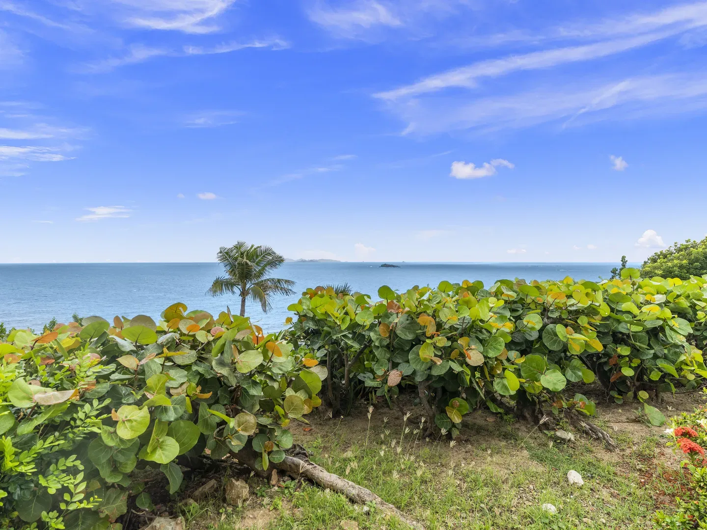 Scenic coastal landscape with blue ocean, palm tree, lush green foliage, and clear blue sky