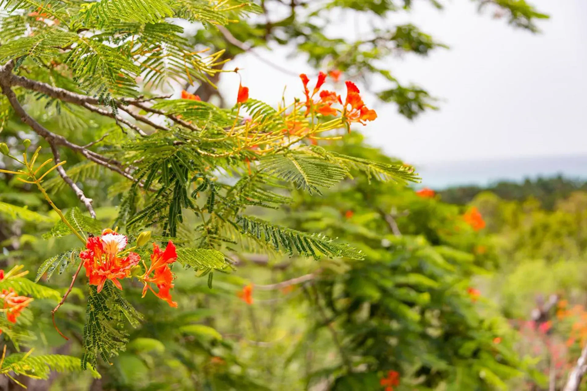 Vibrant flamboyant flowers add Caribbean color to your escape.