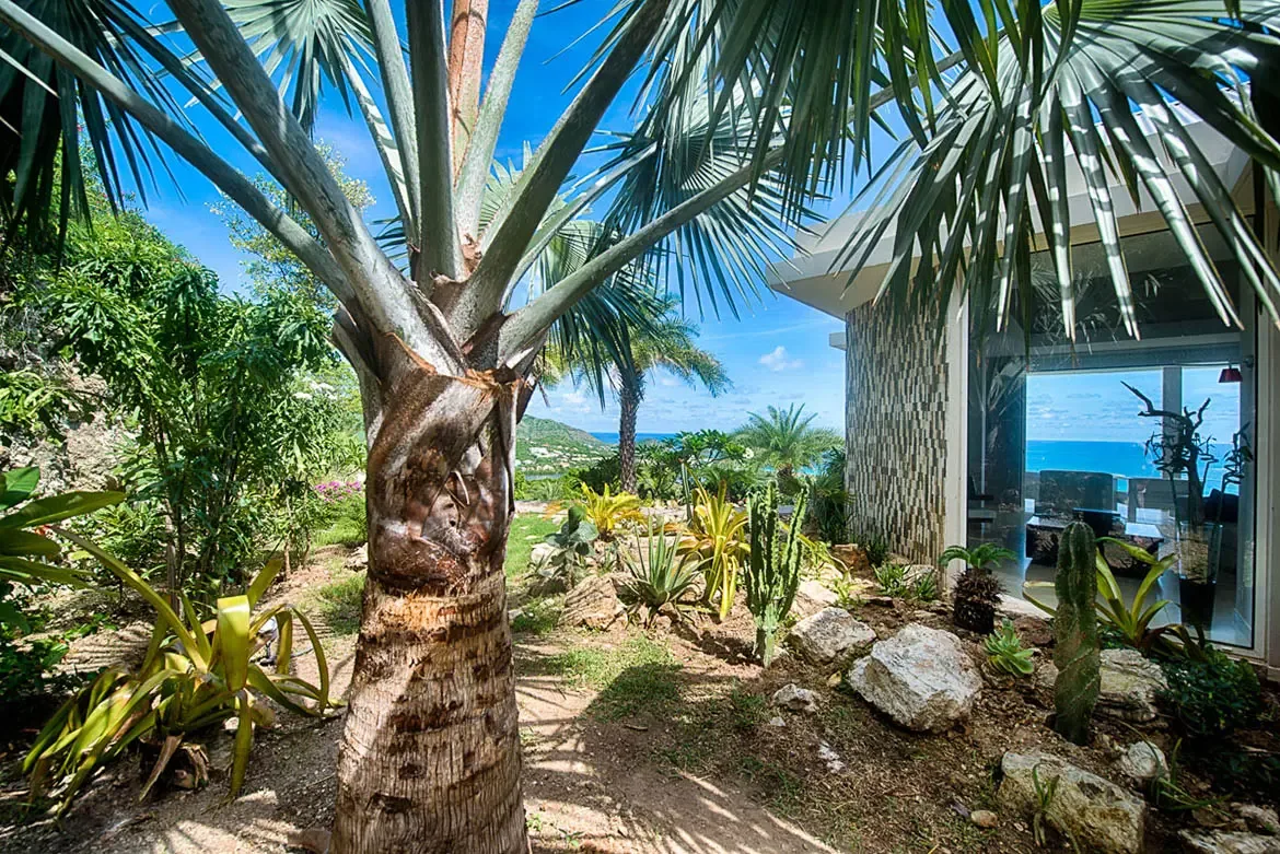 A lush tropical garden featuring prominent Bismarck palm, succulents, cacti, and ornamental bromeliads with modern villa architecture reflecting ocean views.