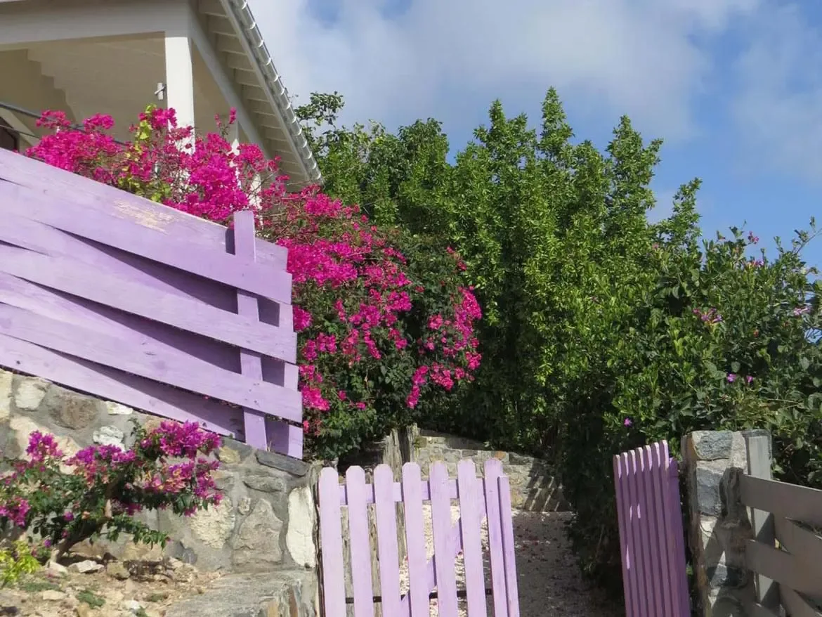A charming purple wooden fence and gate adorned with vibrant pink bougainvillea flowers against lush green trees and villa architecture.
